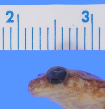Media type: image; Herpetology A-64370